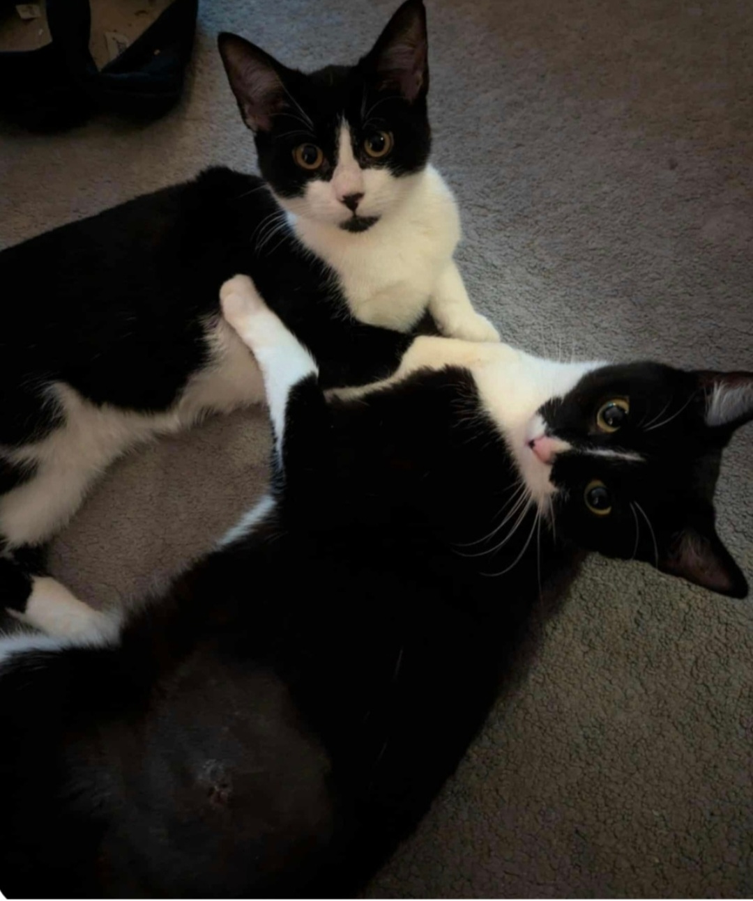 An image of Lilly and Trixie.